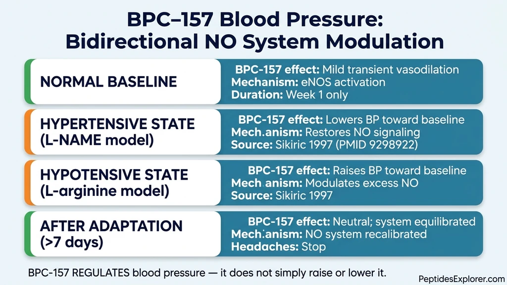 BPC-157 blood pressure modulation bidirectional effect