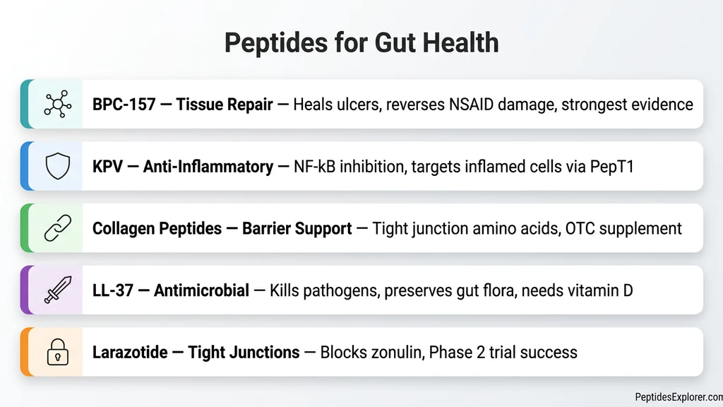 Peptides for gut health overview: 5 best peptides and their mechanisms