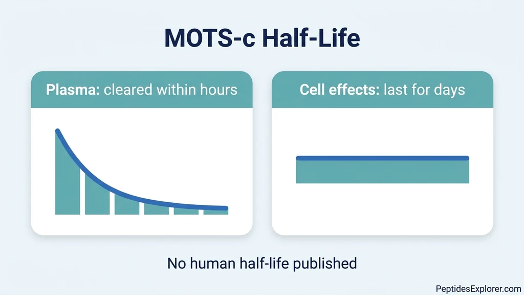 MOTS-c half-life chart: plasma clearance within hours versus gene-expression effects lasting days
