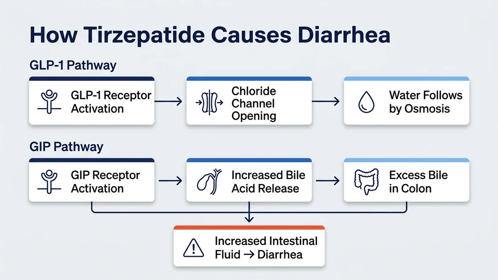 How tirzepatide causes diarrhea through GLP-1 and GIP receptor mechanisms