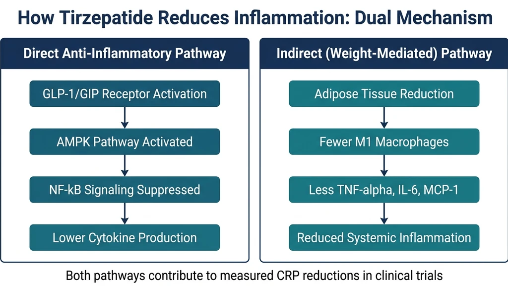 Tirzepatide dual inflammation mechanism showing direct and indirect pathways