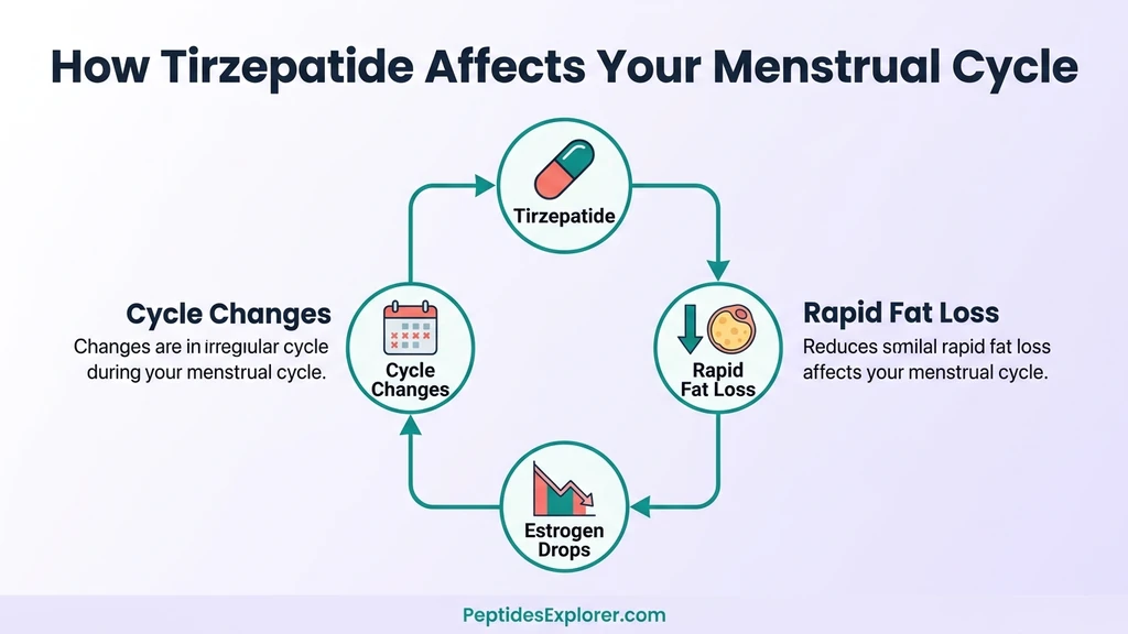 How tirzepatide affects the menstrual cycle through fat loss and estrogen changes